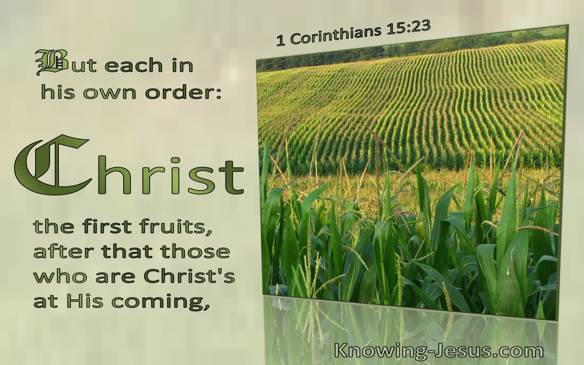 1 Corinthians 15:23 Each In Order : Christ The Firstfruit (green)